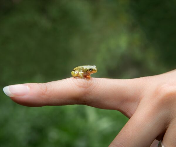 Close-up of small forest frog toad, sitting on the finger woman in Taiwan